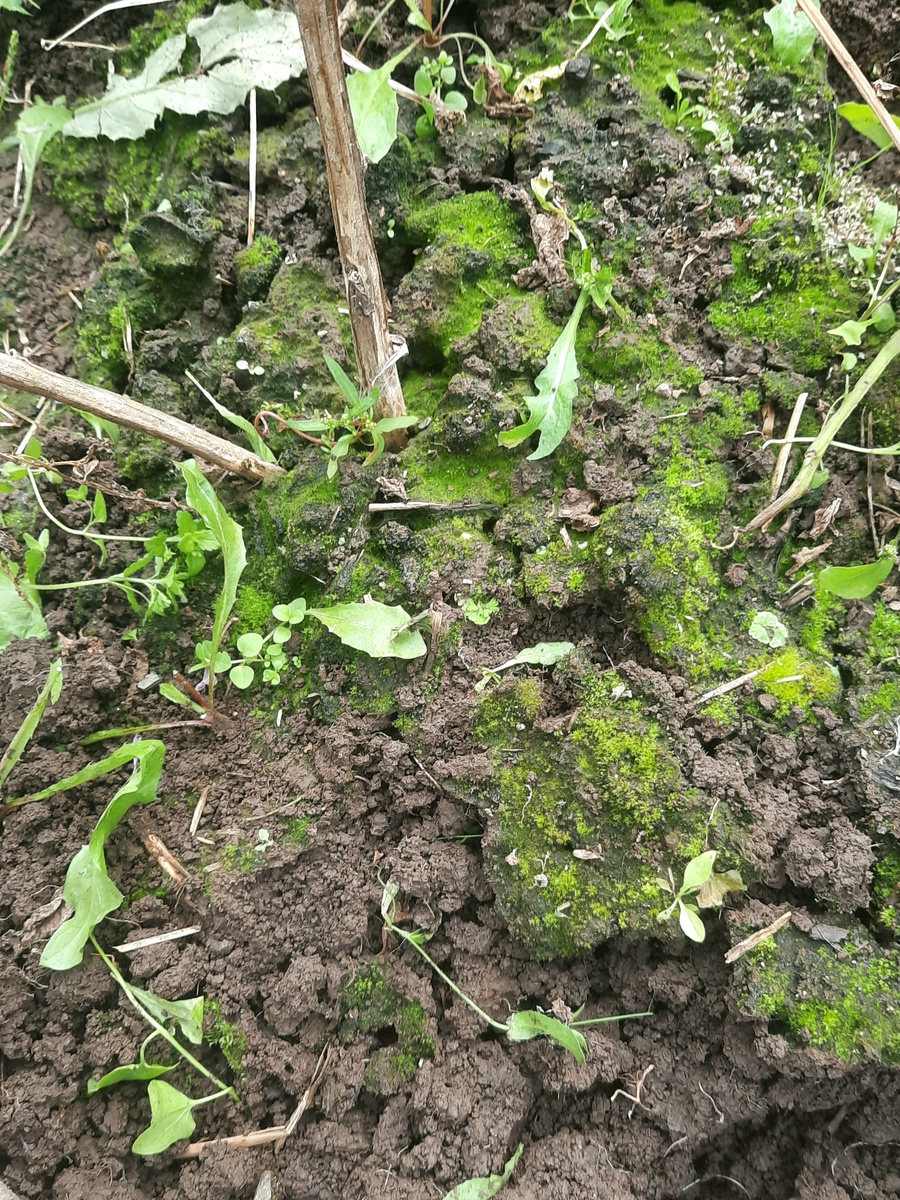 Фото автора. Картошка во мху.