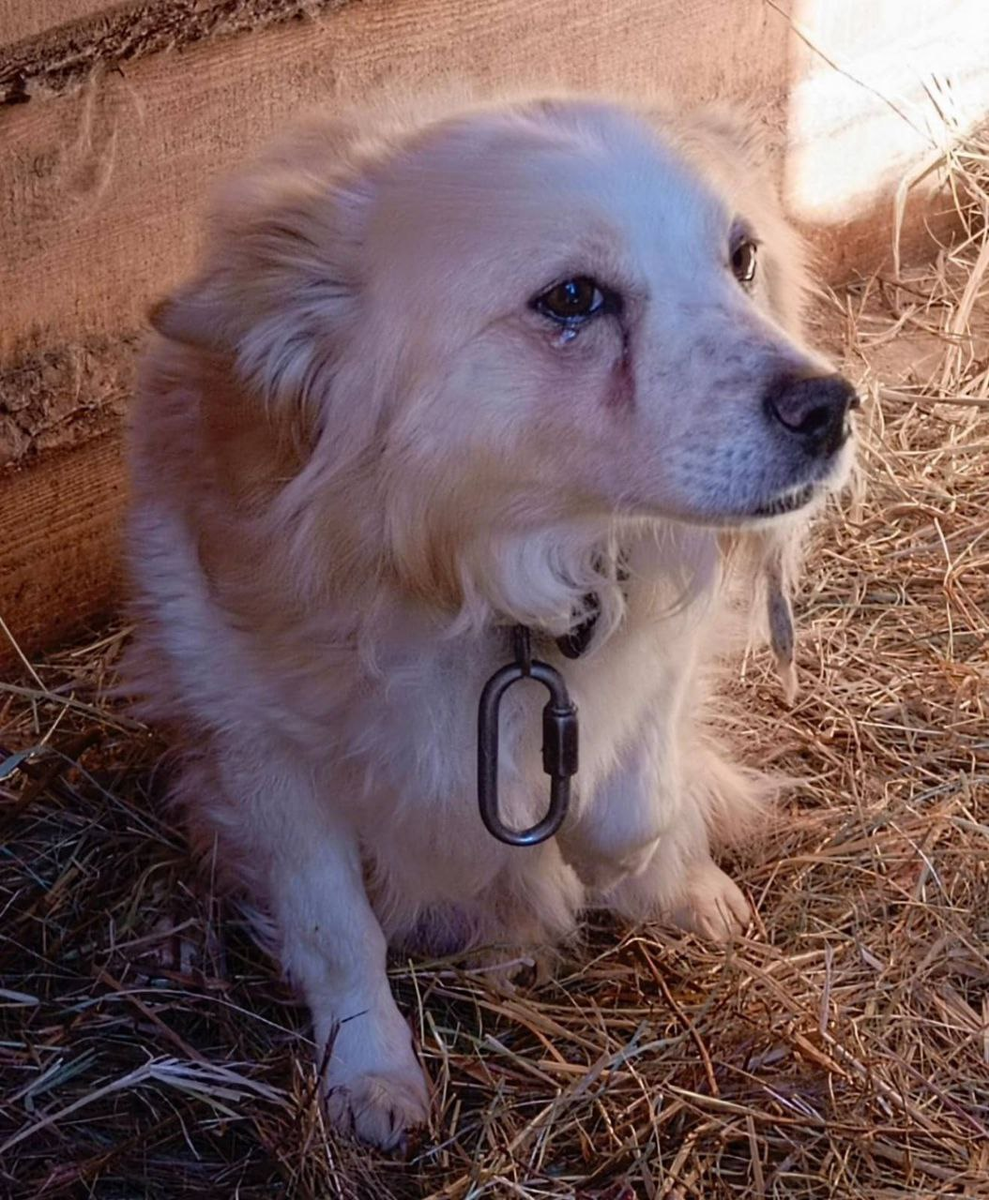 Каждый приютский хвостик мечтает о доме