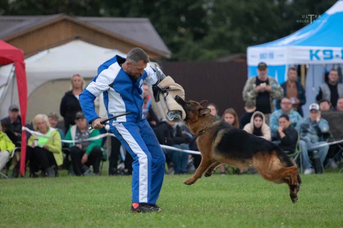 Главная выставка немецких овчарок 2025: проверка поведения собак рабочих классов. Фото: Ольга Борина