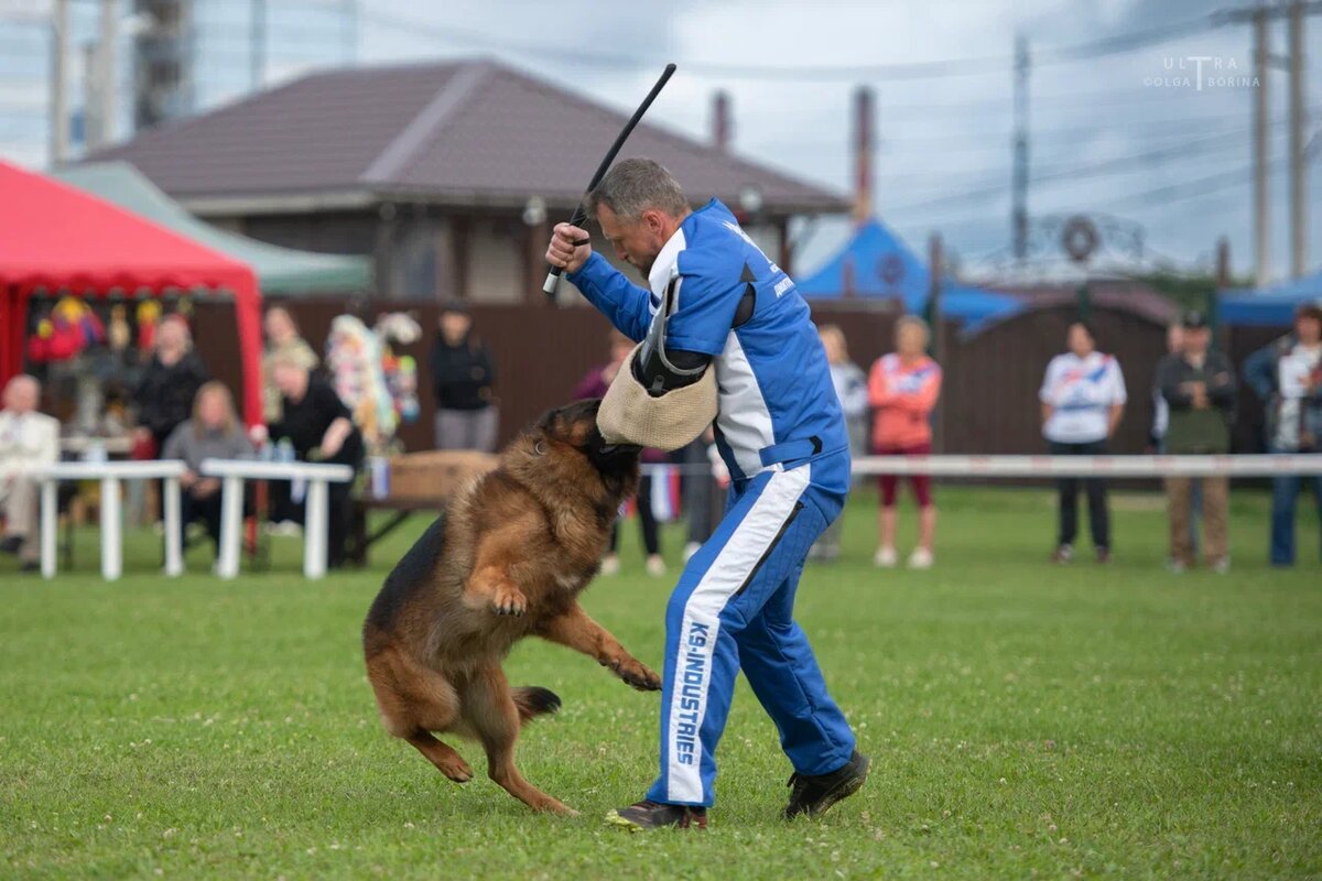 Яркие моменты Главной выставки немецких овчарок 2025: проверка поведения собак рабочих классов. Фото: Ольга Борина
