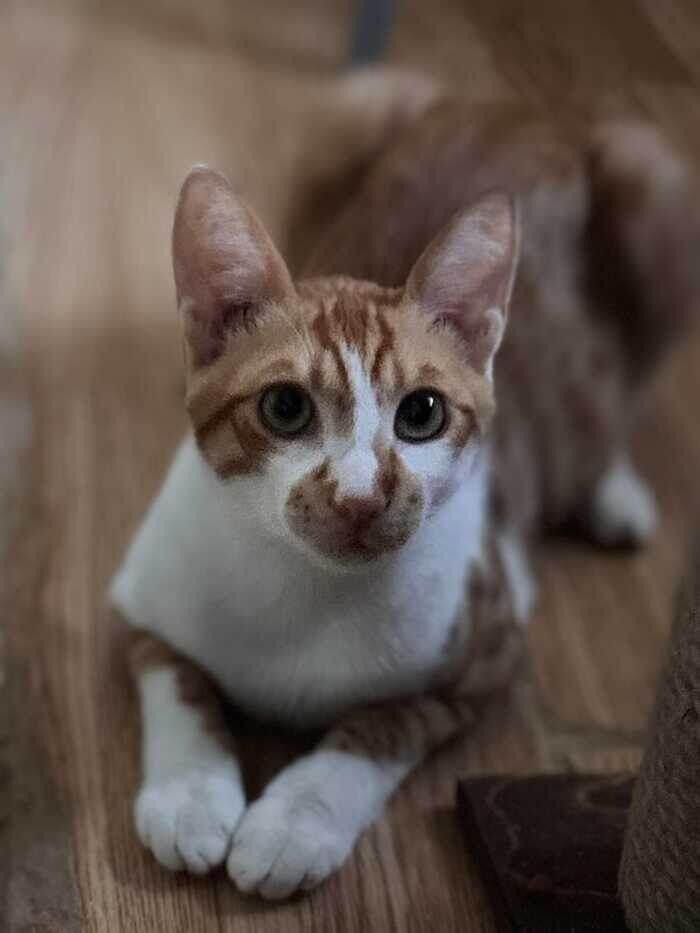 Листайте вправо, чтобы увидеть больше изображений