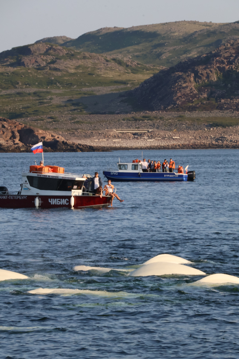Большая группа белух. которую нам удалось встретить.