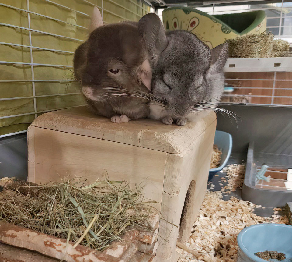 Мои шиншиллы перед сенницей