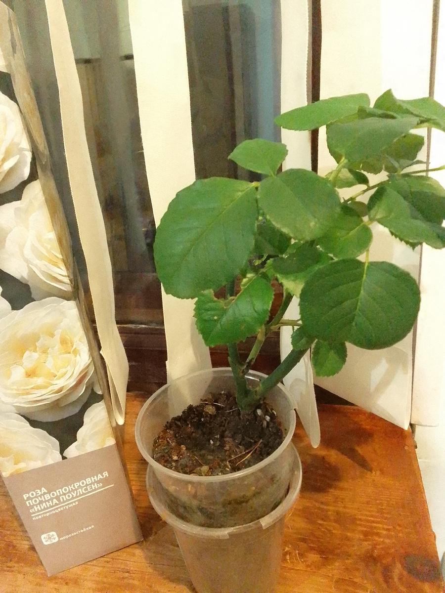 Саженец 27.08.2025 г.