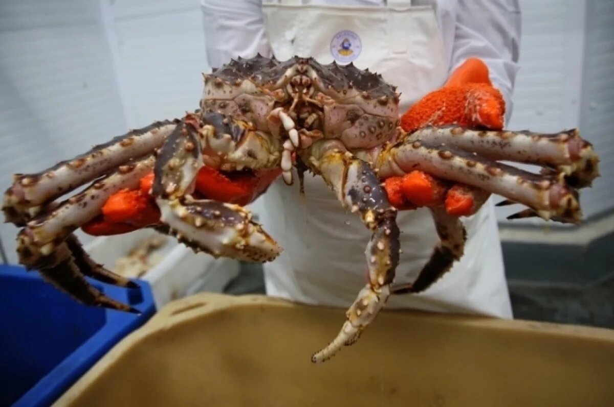    Дальний Восток – край крабов, полезных ископаемых и огромных перспектив.