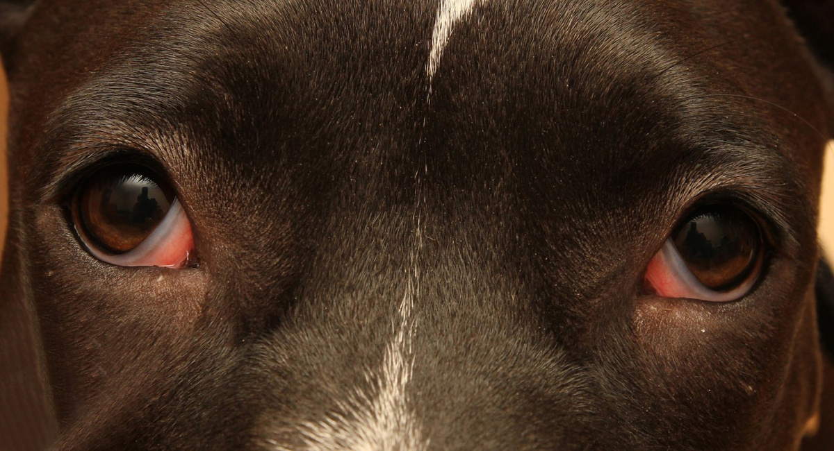 Рисунок 3. Внешний вид глаз и вспомогательного аппарата у щенка 6-ти месяцев (фото Перепечаева К.А.) 