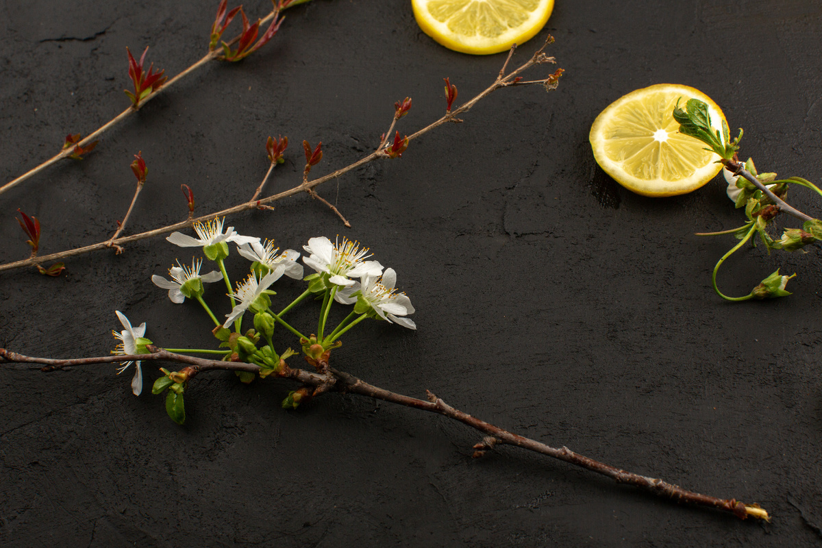 https://ru.freepik.com/free-photo/top-view-lemon-slices-sour-mellow-juicy-along-with-white-flowers-dark-floor_8729100.htm#fromView=search&page=1&position=2&uuid=00dfb8ea-dd44-4f83-85db-851a6cc45b36&query=лимон+жасмин