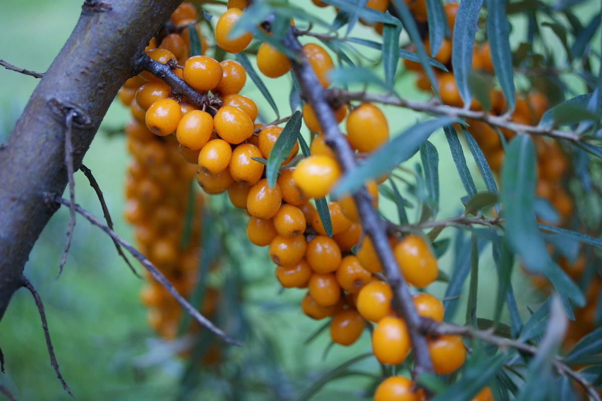 Облепиха с иргой тоже находятся на территории дочкиного сада. 