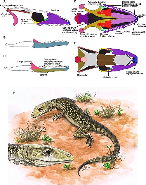 Реставрация прижизненного облика криптовараноидов (снизу) и компьютерная диаграмма его черепа (с пояснениями, сверху).