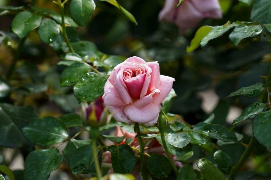    Источник фото: телеграм-канал "Ботсад Владивостока"