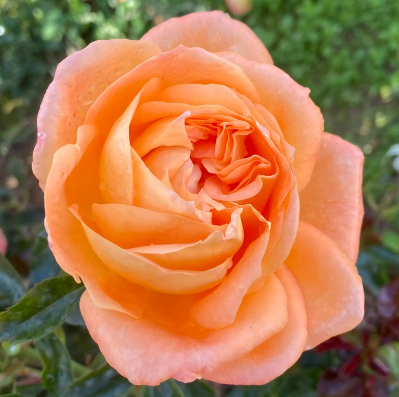 Фото Les Roses Adam