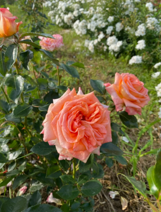 Фото Les Roses de la côte d'Emeraude
