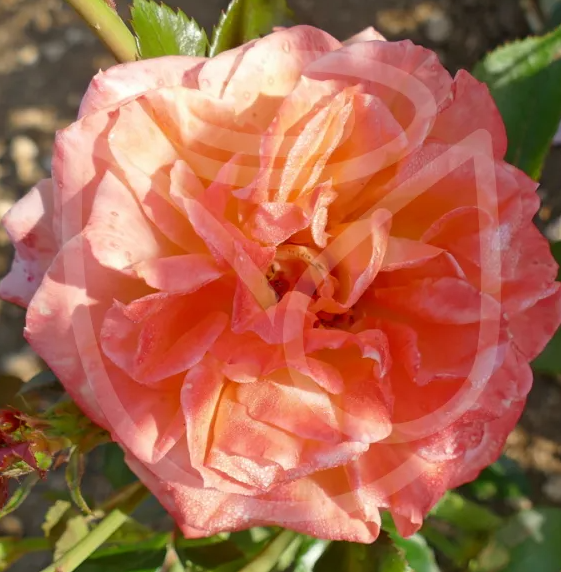 Фото DIMA Nurseries & Rose Gardens