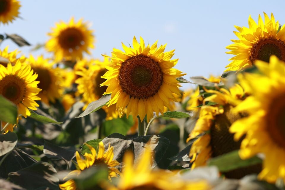    Подсолнухи, тепло. Погода. Источник: Олег Укладов