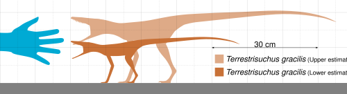 Сравнение размеров террестризуха (максимальный и минимальный показатели) с человеческой рукой.
