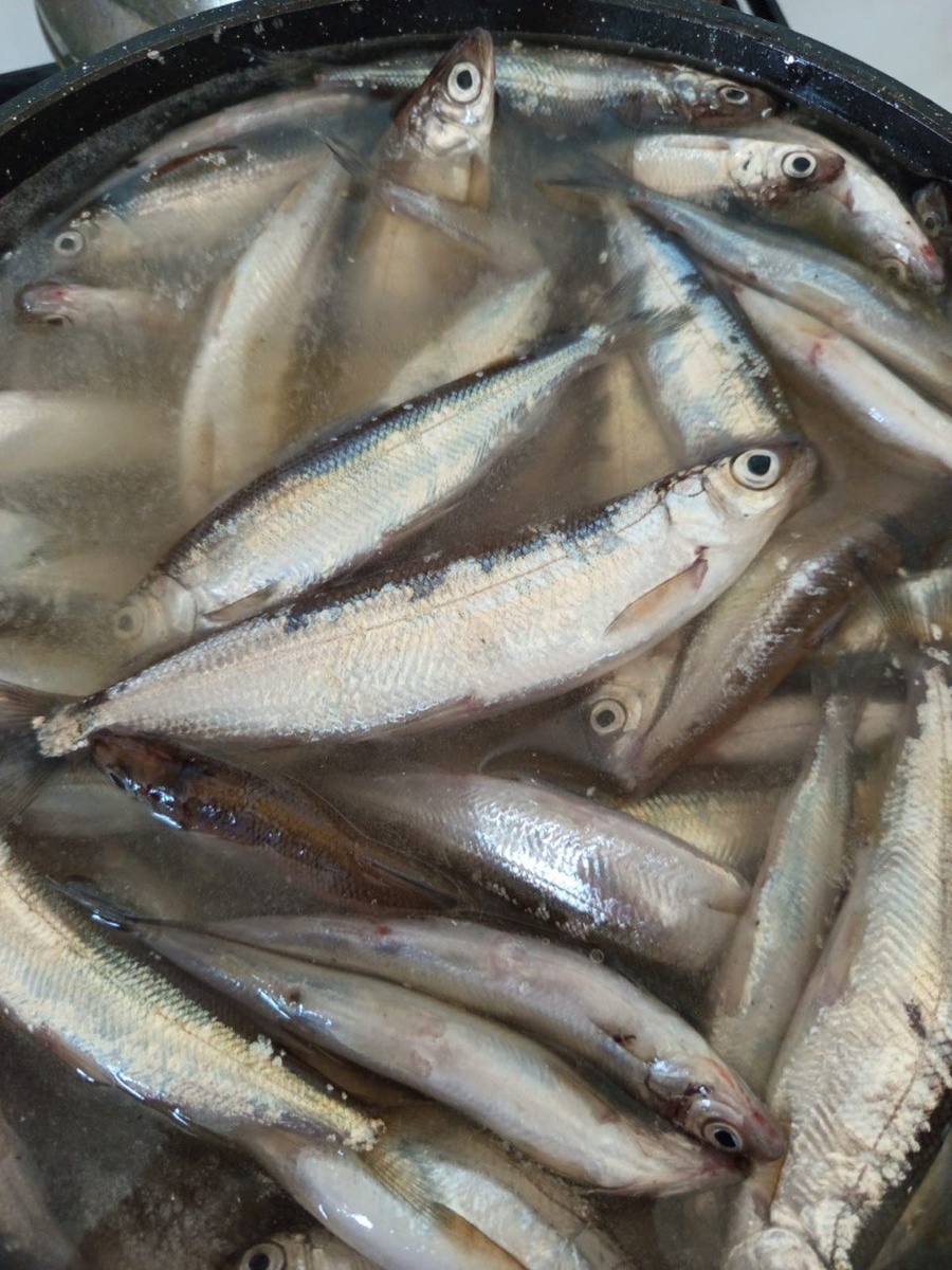 Сосьвинский тугун ловится только в Березовском районе.  Фото: ФедералПресс / Оксана Иванова