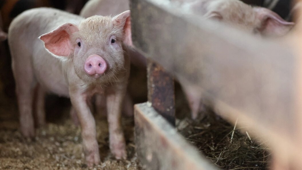    Belkin Alexey/news.ru/Globallookpress