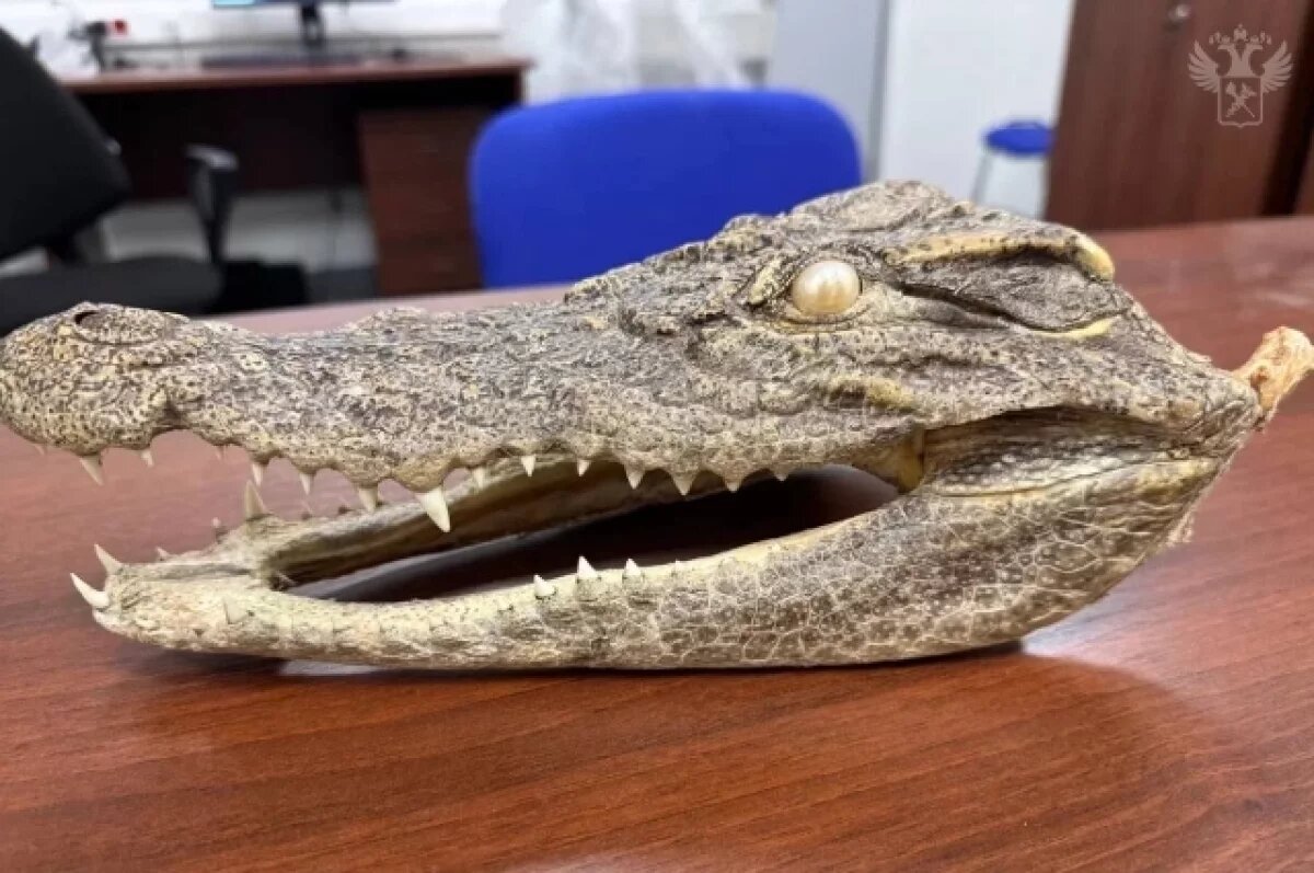    В Хабаровске таможенники нашли голову редкого крокодила в багаже туриста