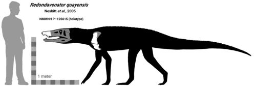 Редондавенатор по сравнению с человеком.