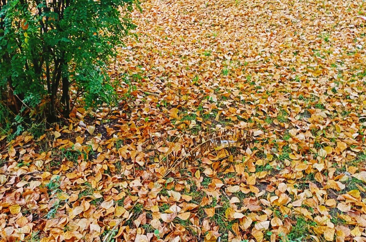 Натянуть платье из крепдешина и вперёд, танцевать вальс-бостон.