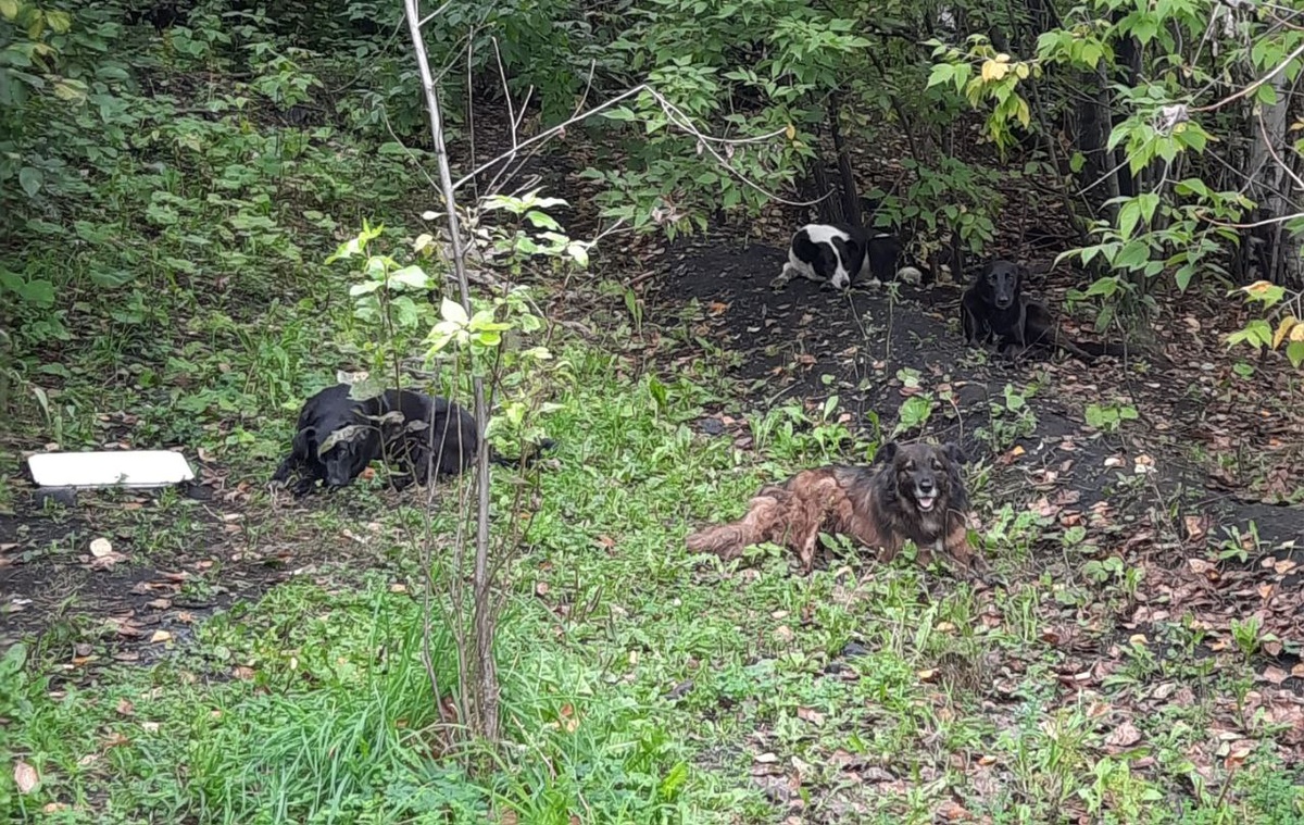 Четверо друзей прячутся в тени опасной дороги