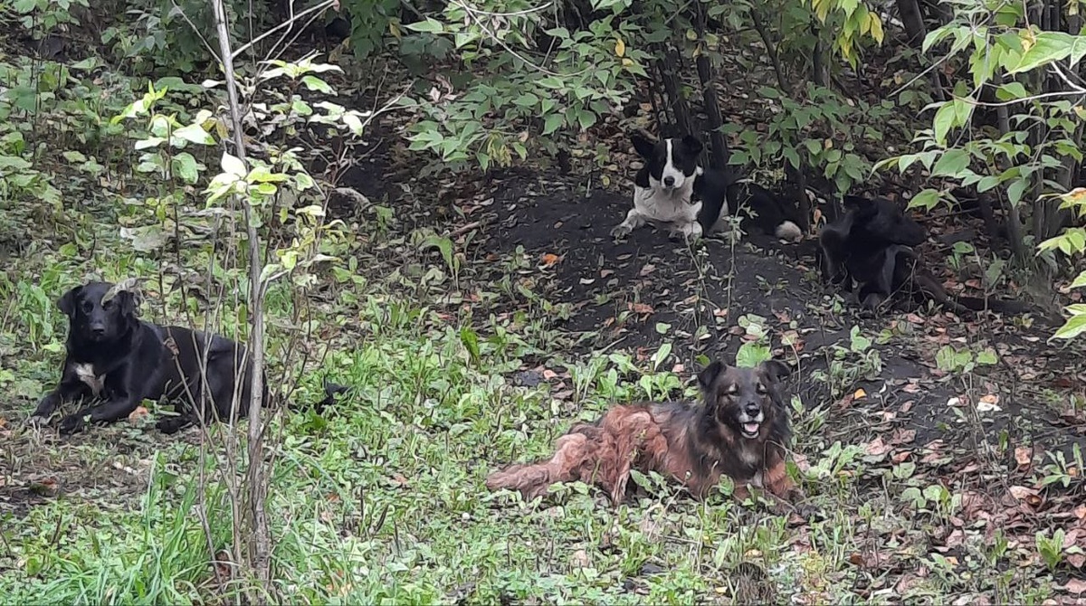 Голодные взгляды следят за каждым движением