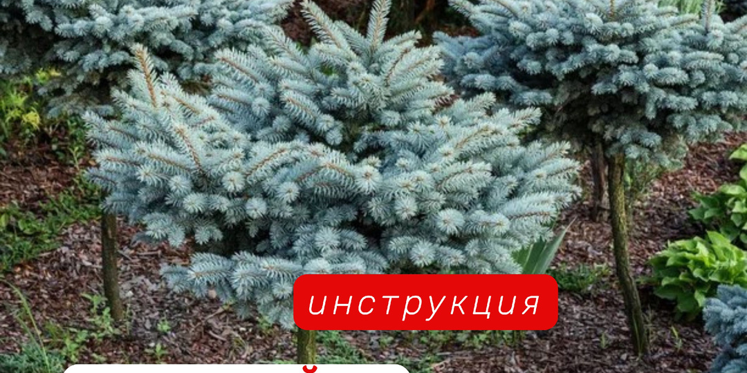 Хвойные без паники: как понять, что ёлочка здорова — и что делать, если нет