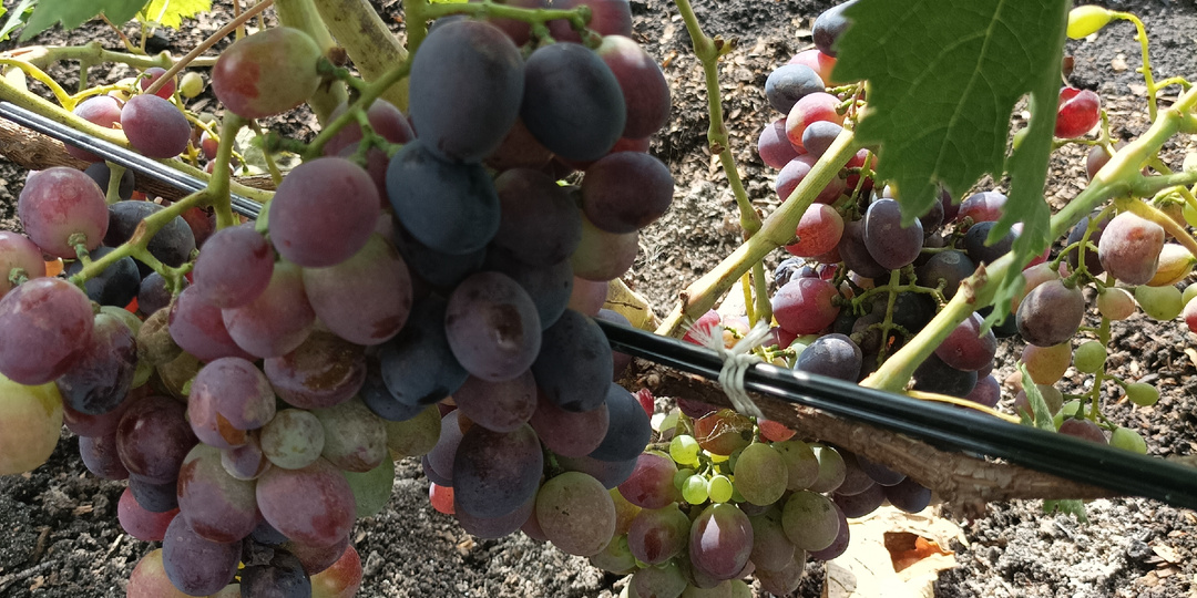 Проблемы виноградарства в Ульяновской области летом 2025 года