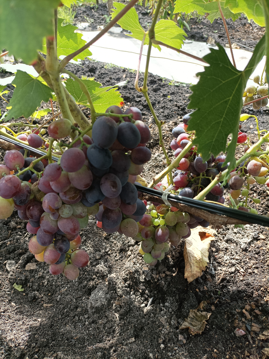 Неравномерный налив ягод и плохое вызревание.