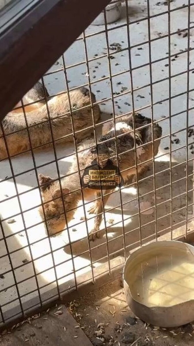    Животные. Источник: "Инцидент Барнаул"