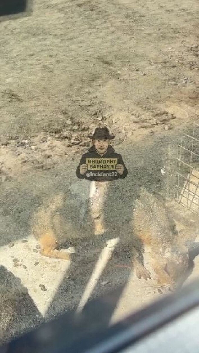    Животные. Источник: "Инцидент Барнаул"