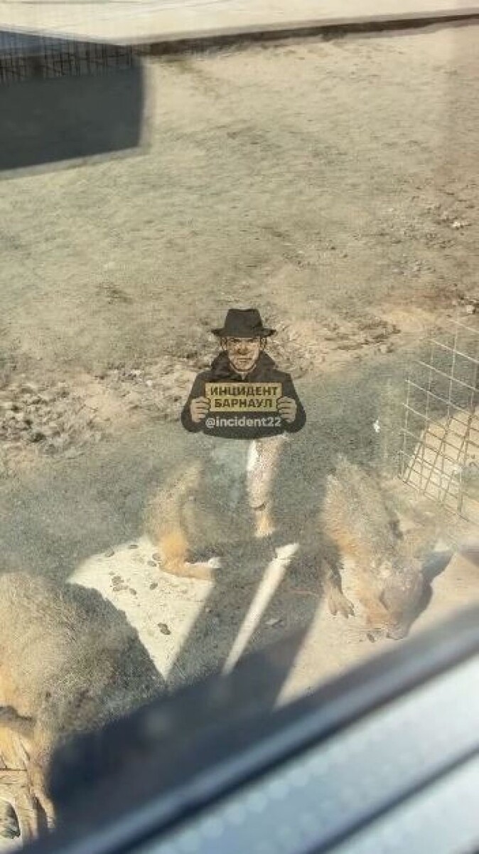    Животные. Источник: "Инцидент Барнаул"