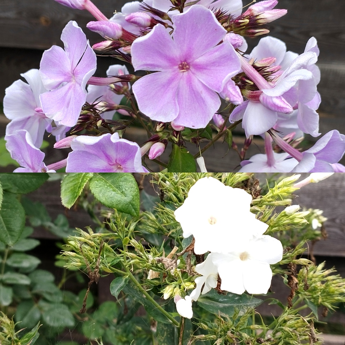 Подобно садовникам мы стараемся растить наших воспитанников. 