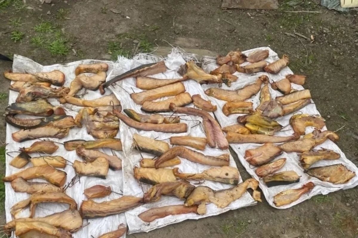    На Сахалине отец и сын незаконно выловили калугу на полмиллиона рублей
