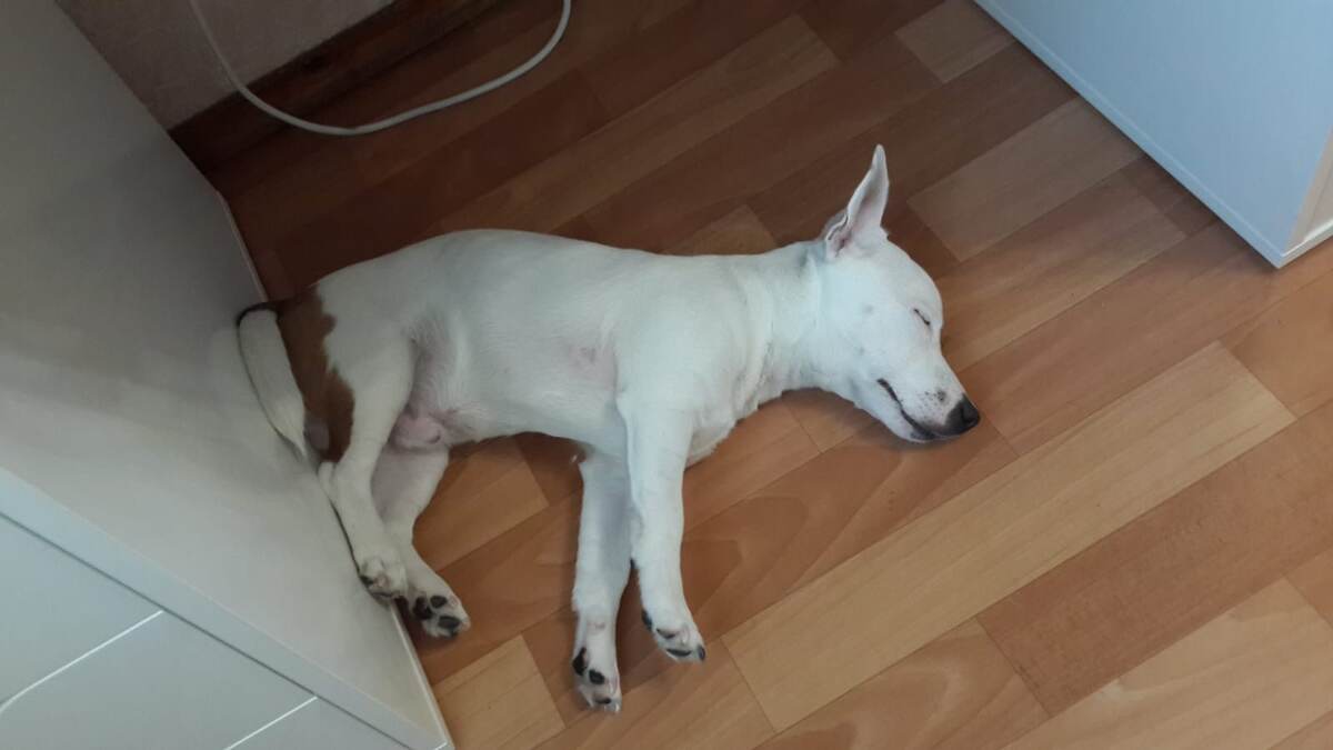 потом настал период, когда он любил спать на полу, желательно рядом с ногами❤️