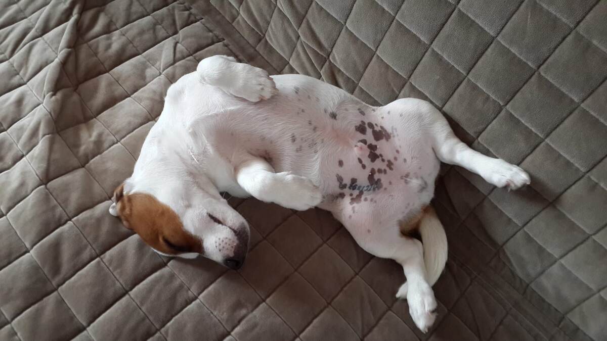 когда Юнгер был совсем маленьким, он обожал спать вот так - на спинке🥰 (фото 2018г)