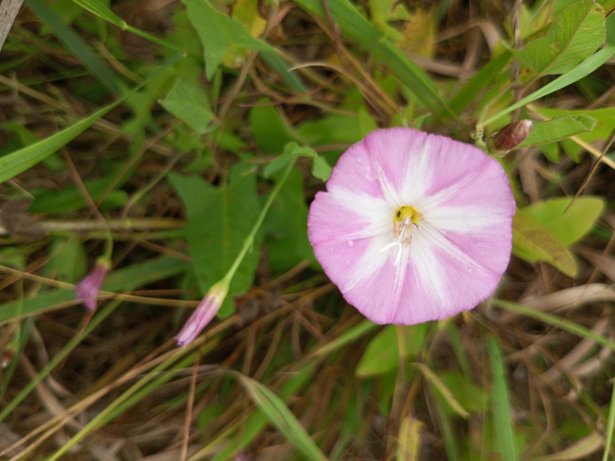 Нежный вьюнок. Фото автора.