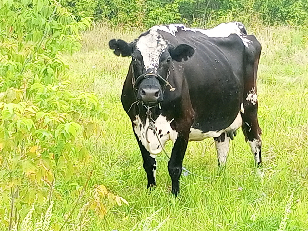 Корова. Тоже молодая. Фото автора.