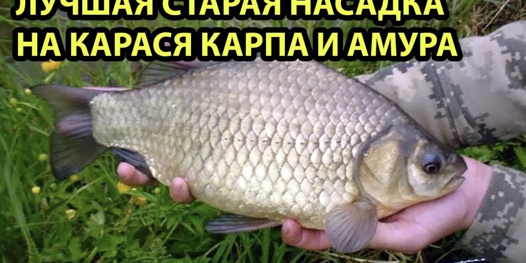Хлебный мякиш: Забытая супер-насадка на карася, карпа и амура в эпоху бойлов