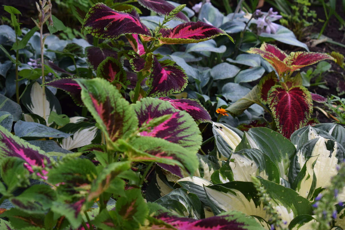 красота!(фото автора)