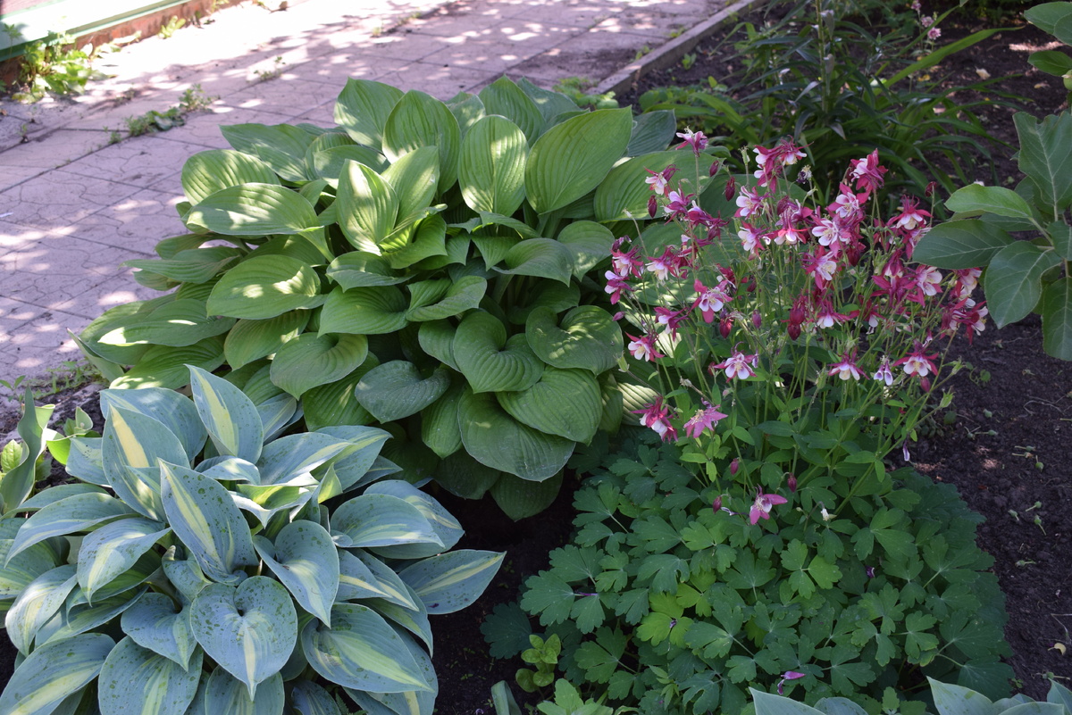 мои хосты(фото автора)