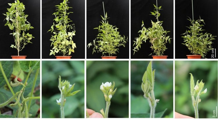   Обнаружен ключевой генетический модуль для регулирования свойств семян сои