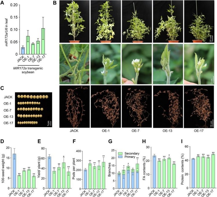     Обнаружен ключевой генетический модуль для регулирования свойств семян сои
