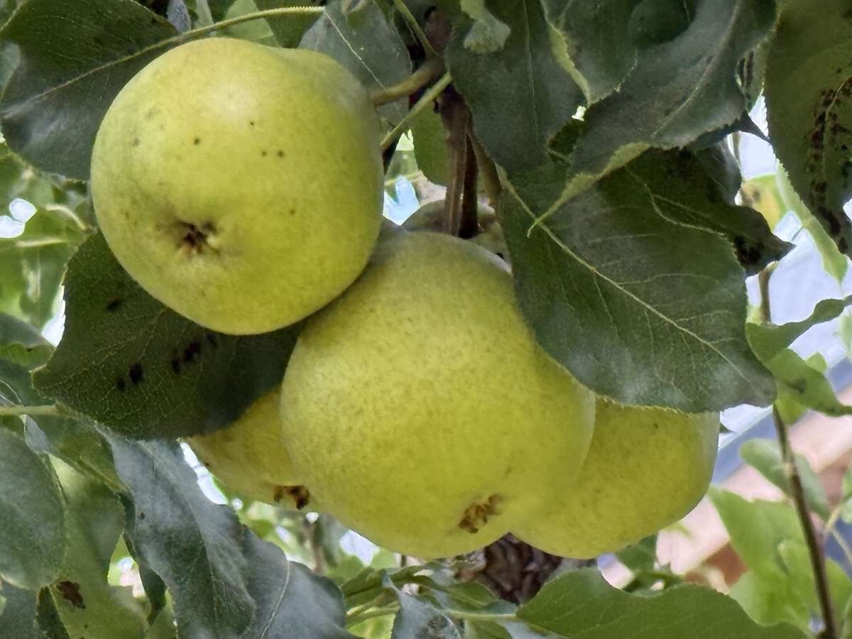 Груши в моем саду