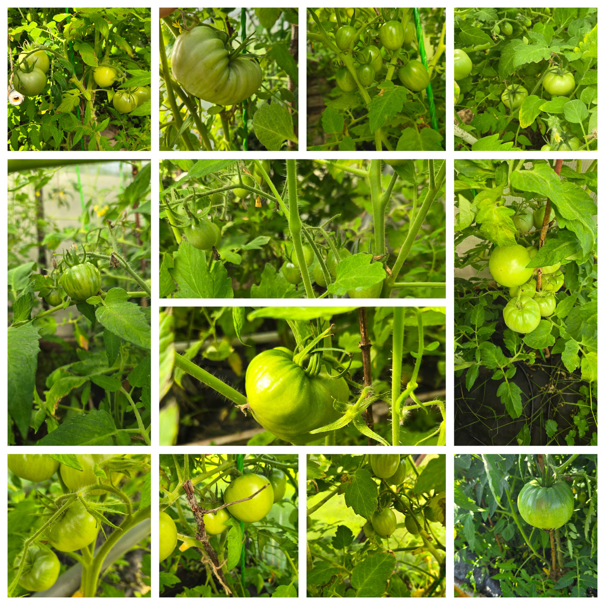 Урожай 2025 года