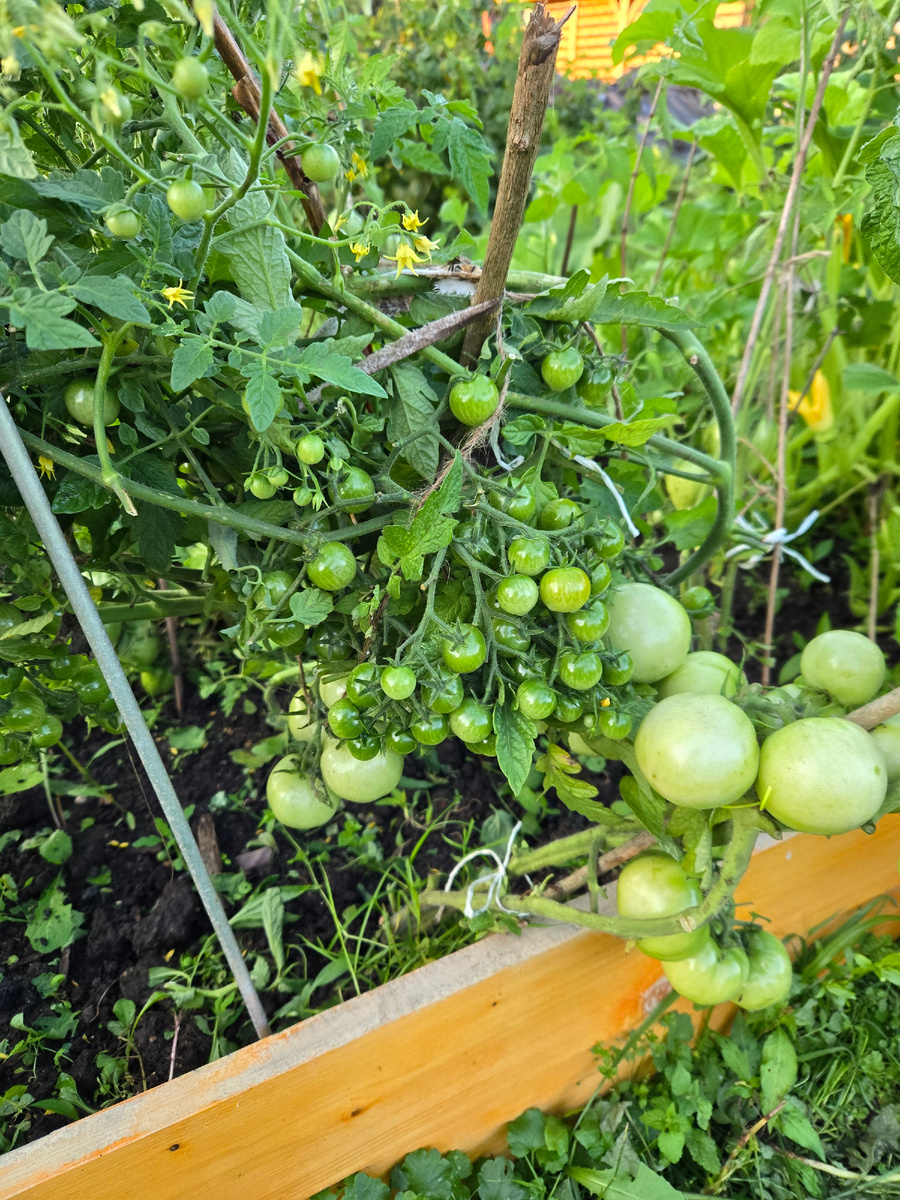 Урожай 2024 года. Уличные томаты