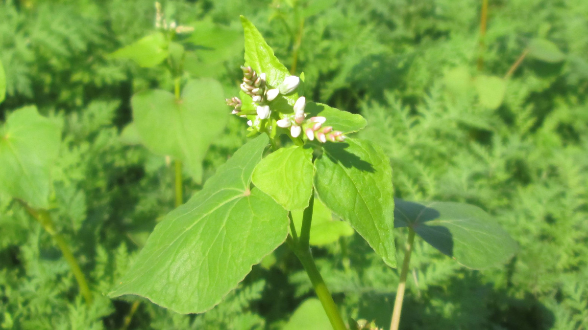 Гречиха как сидерат