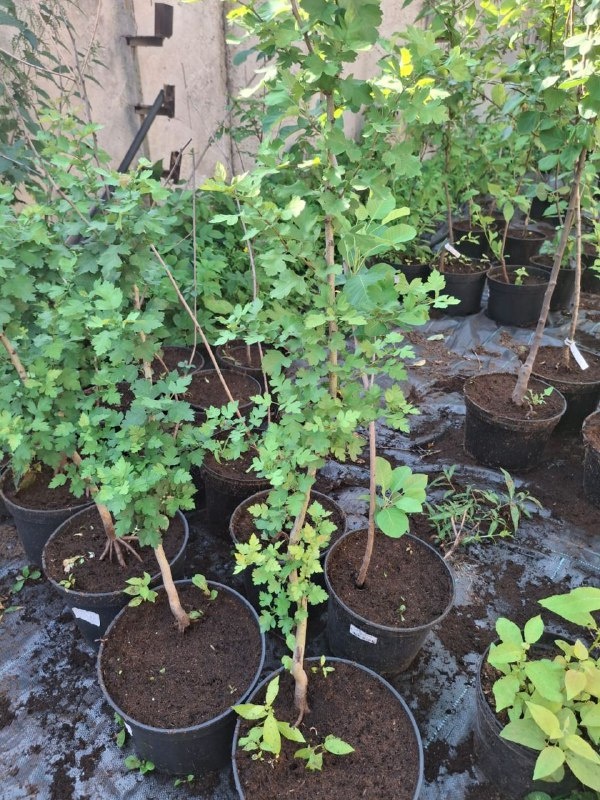 Боярышник обыкновенный Пауль Скарлет