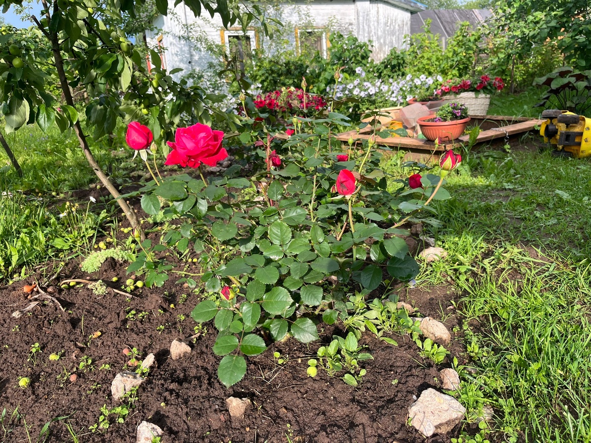    Поливаю 1 раз в неделю - и розы цветут взахлеб до октября: дорогой капельный полив больше не нужен