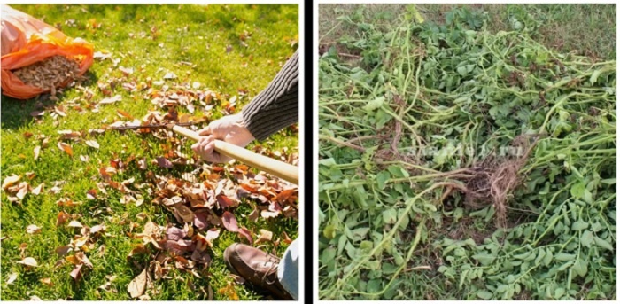 Многие болезни успешно зимуют на опавших листьях, остатках ботвы. 